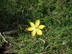 Sisyrinchium angustissimum