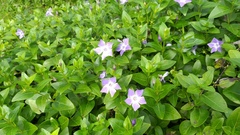 Vinca difformis