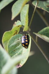 Pachycoris klugii