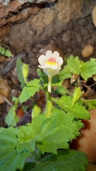 Nemesia deflexa