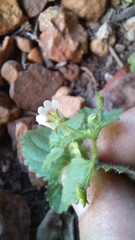 Nemesia deflexa