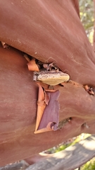 Phellinus arctostaphyli