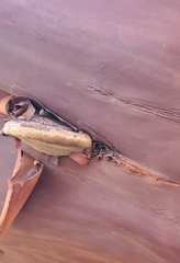 Phellinus arctostaphyli
