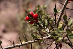 Castela peninsularis