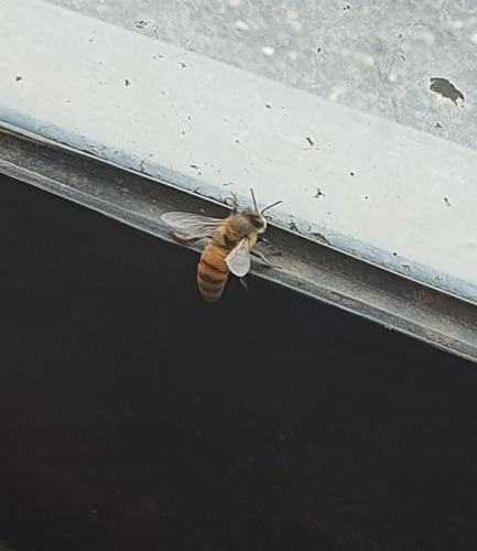 photo of Western Honey Bee (Apis mellifera)