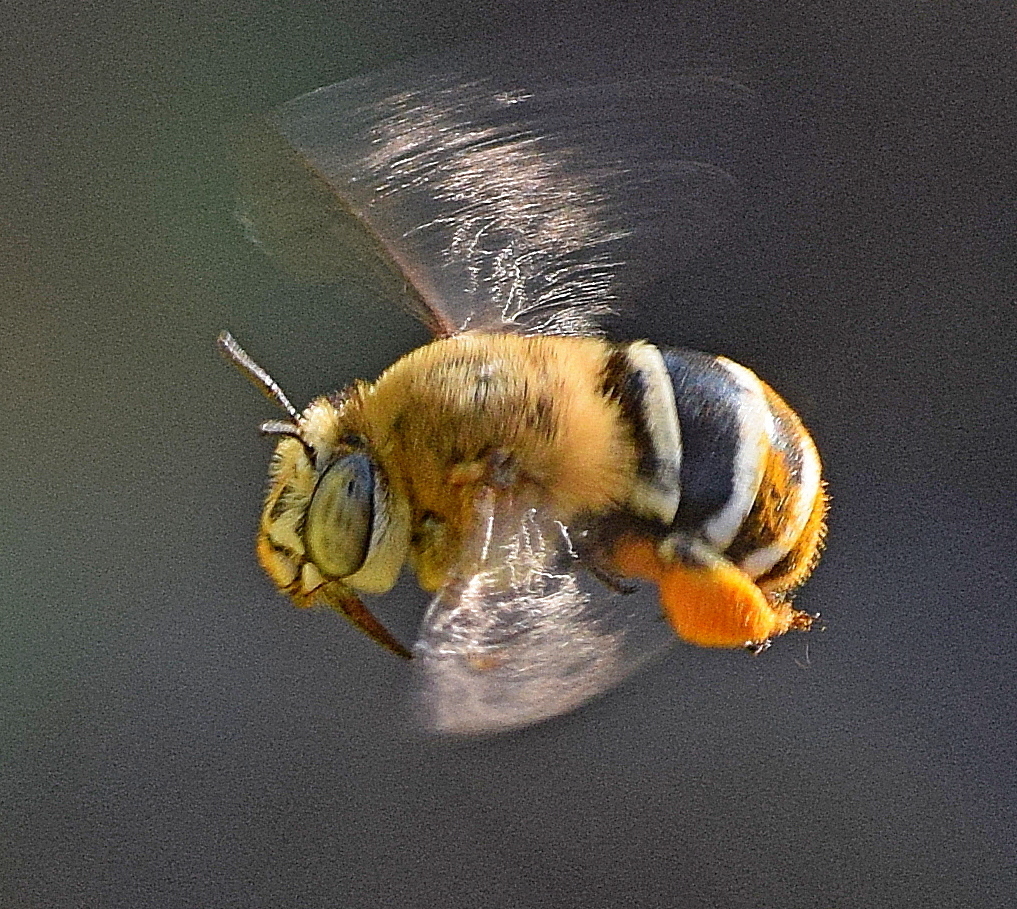 Amegilla quadrifasciata