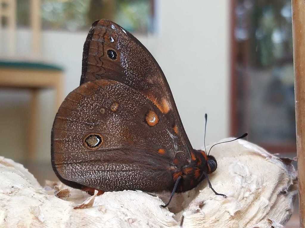 Brassolis isthmia