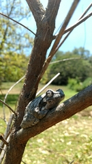 Chiromantis xerampelina