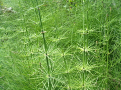 Equisetum myriochaetum