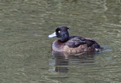 Aythya fuligula