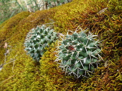 Mammillaria karwinskiana karwinskiana