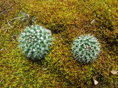 Mammillaria karwinskiana karwinskiana