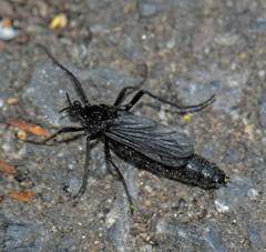 Penthetria funebris