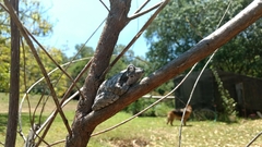 Chiromantis xerampelina