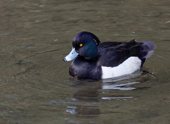 Aythya fuligula