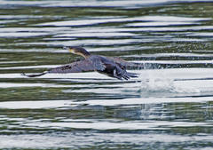 Phalacrocorax carbo image