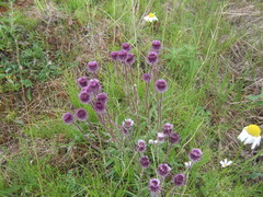 Erigeron eriocephalus