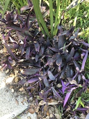 Tradescantia pallida
