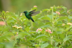 Chlorostilbon assimilis