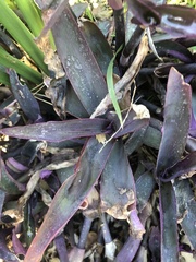 Tradescantia pallida