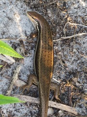 Trachylepis gravenhorstii