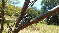 Chiromantis xerampelina