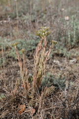 Petrosedum subulatum