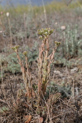 Petrosedum subulatum