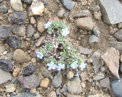 Eritrichium arctisibiricum