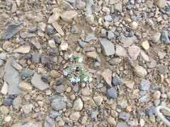 Eritrichium arctisibiricum