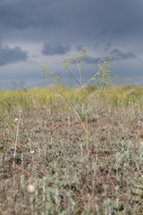 Ferula caspica