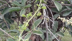 Cyphostemma buchananii