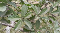 Cyphostemma buchananii