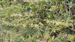 Cyphostemma buchananii