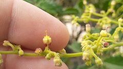 Cyphostemma buchananii