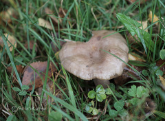 Lactarius flexuosus