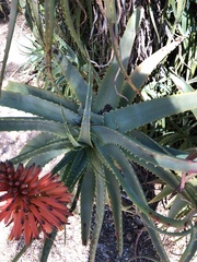 Aloe arborescens