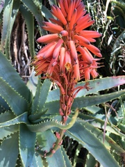 Aloe arborescens