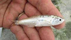 Cetengraulis edentulus