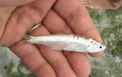 Cetengraulis edentulus