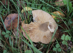 Lactarius flexuosus