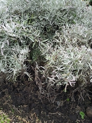 Senecio leucostachys