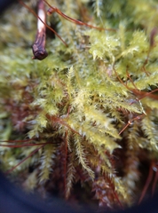 Rhynchostegium megapolitanum