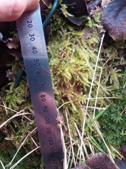 Rhynchostegium megapolitanum