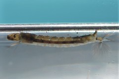 Anopheles eiseni