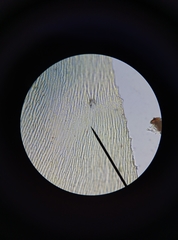 Rhynchostegium megapolitanum