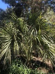 Brahea edulis