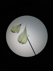 Rhynchostegium megapolitanum