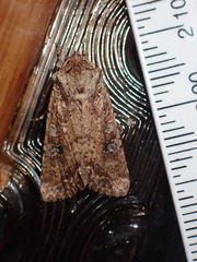 Ichneutica mollis