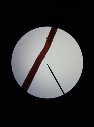 Image of Rhynchostegium megapolitanum by no rights reserved
